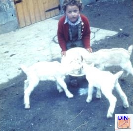Das Bild zeigt den Autor 1962 mit dem Tränken von drei Ziegen. Der Autor war von Kindheit an Ziegenzüchter und kennt die Probleme, die Ziegen an der Natur anrichten, wenn wir sie nicht kontrollieren.